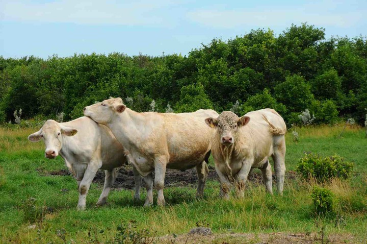 Charolais