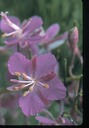 Fireweed