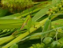 Grasshopper