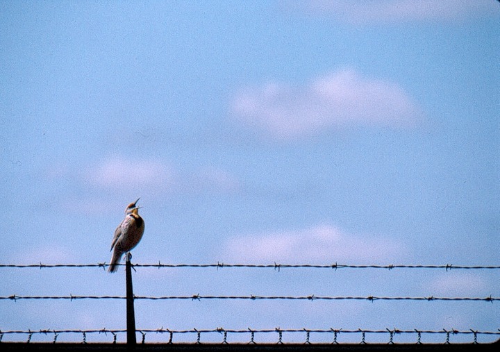 Meadowlark